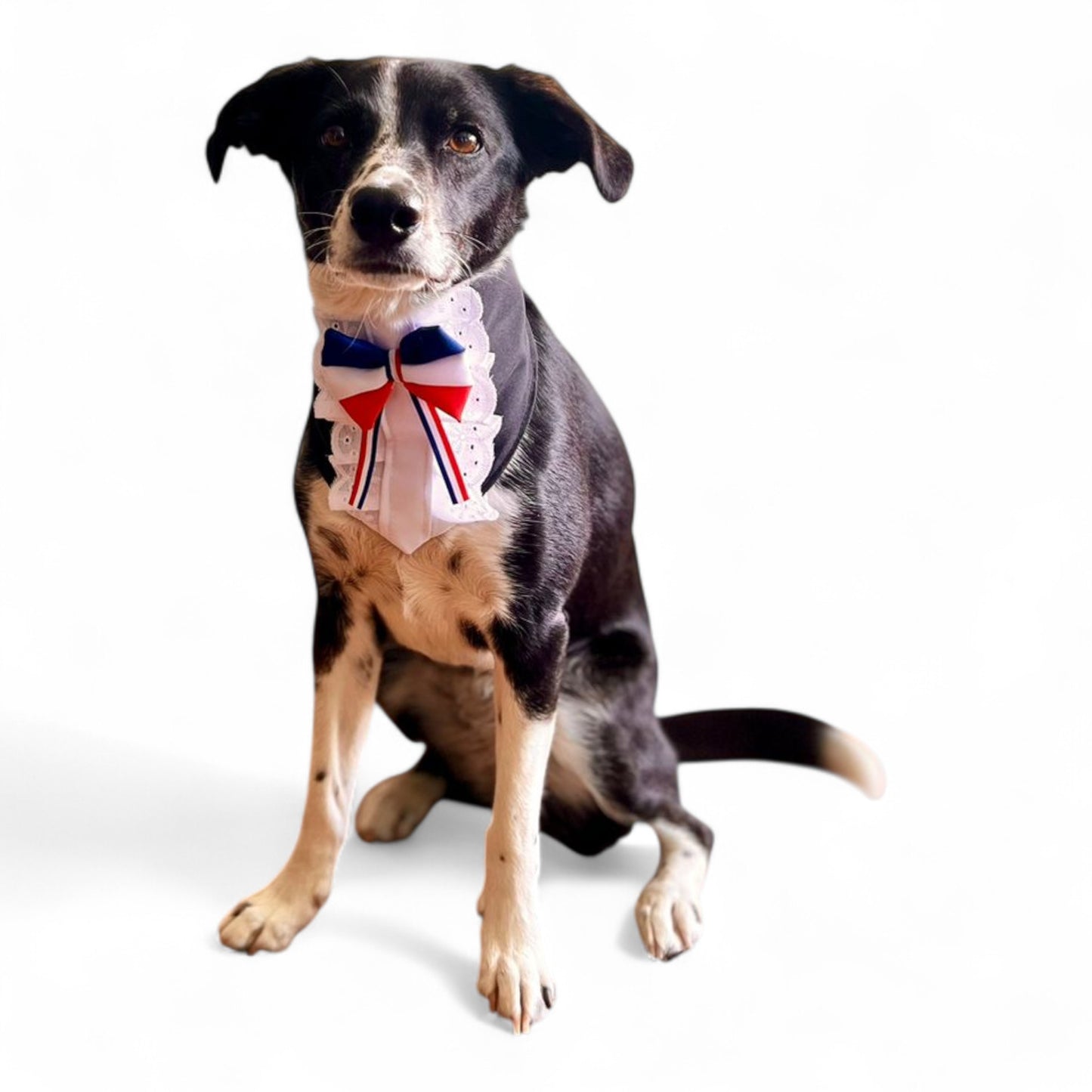 Bandana Mascota Huasa Elegante