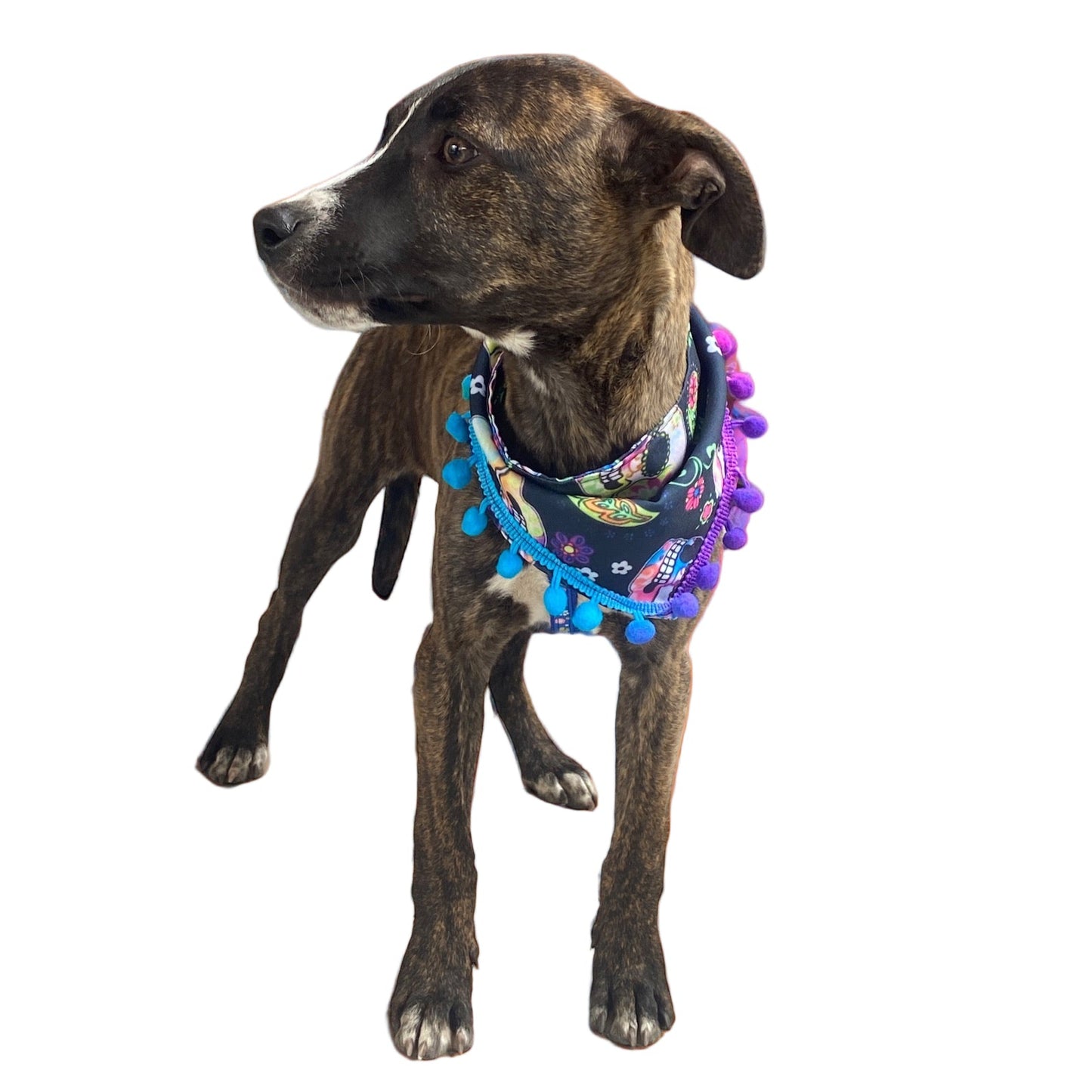 Bandanas Halloween Mix para perros