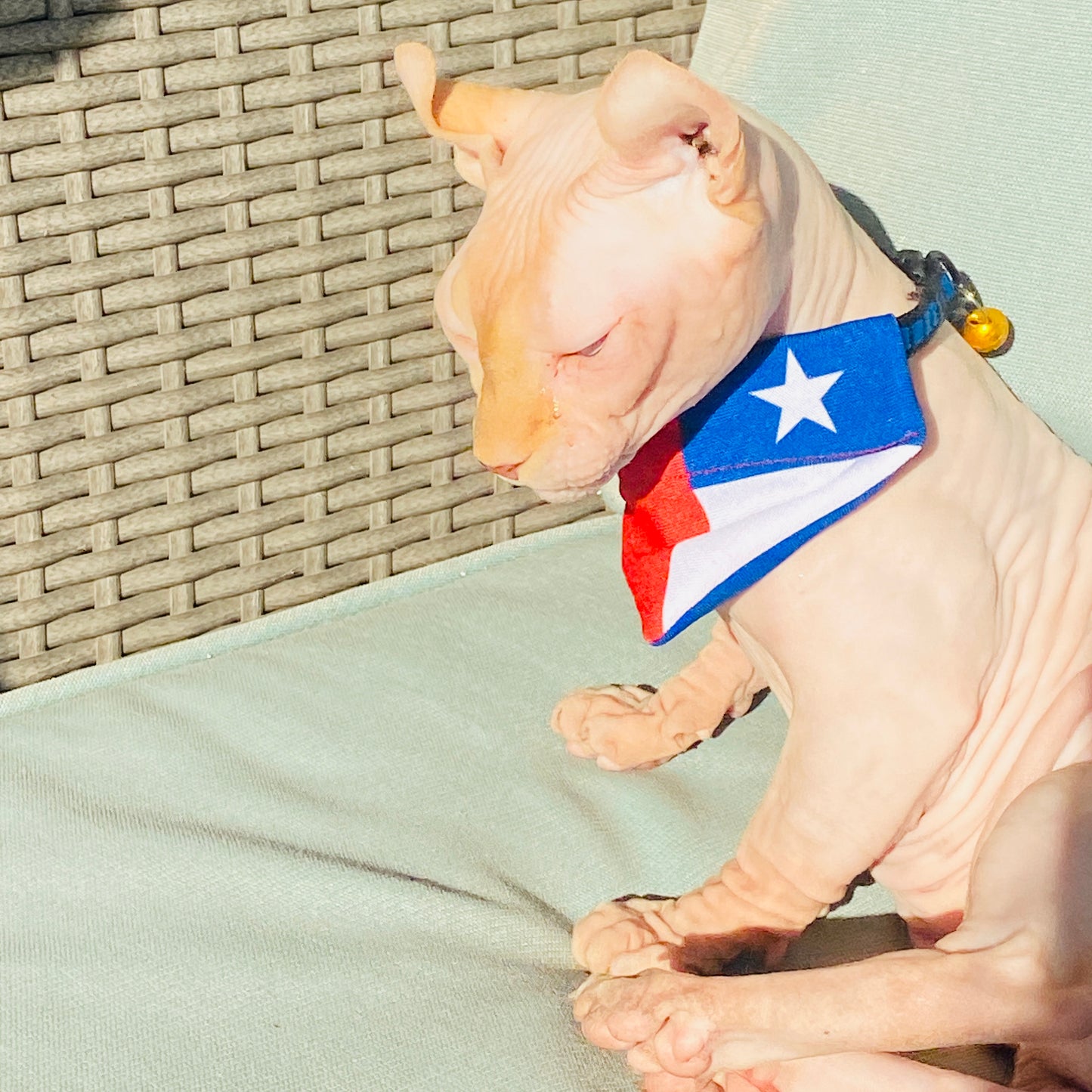 Pañuelo de Chile para Mascotas