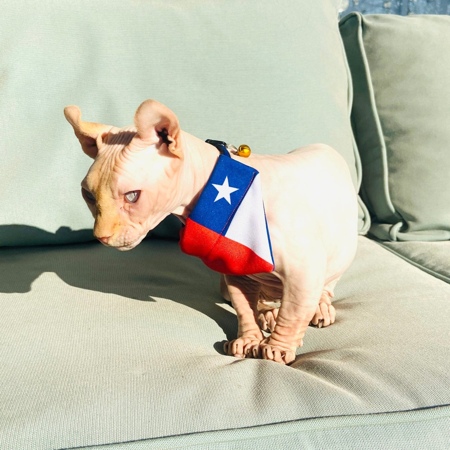 Badana Chilena