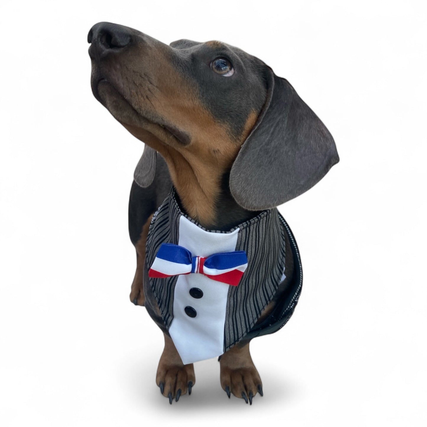 Bandana Mascotas de Huaso Rayado