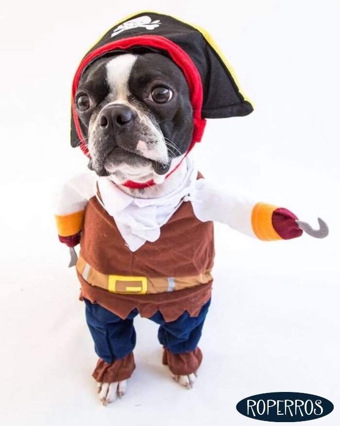 Disfraz Pirata para perro o gato