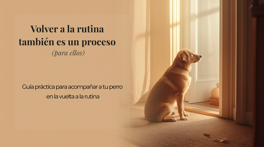 Primera semana de marzo: cómo ayudar a tu perro con la vuelta a la rutina