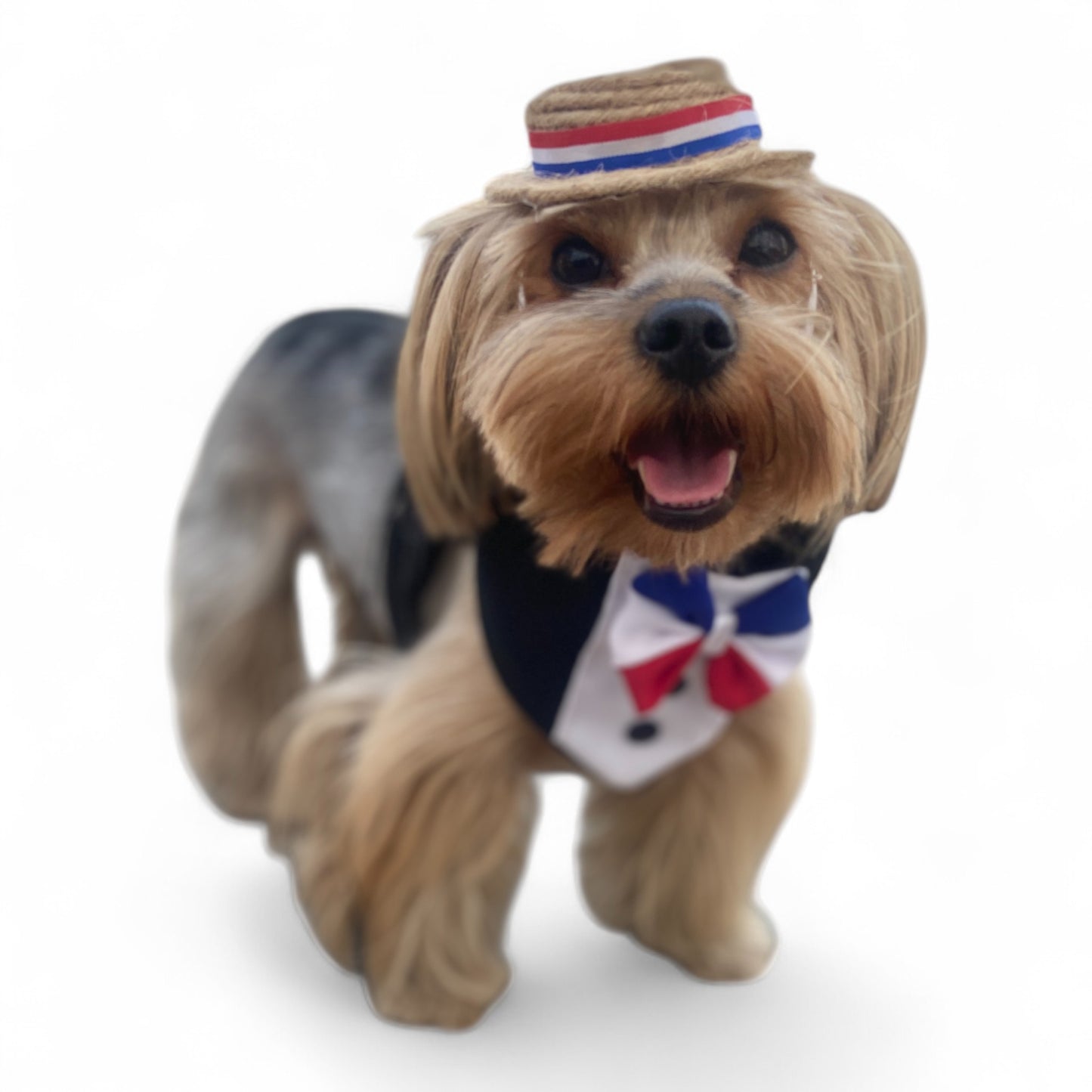 Pañuelo Perro/ Gato Huaso Elegante