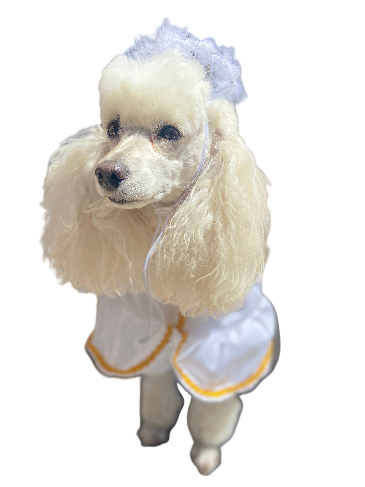 Disfraz de Angel para perros o gatos