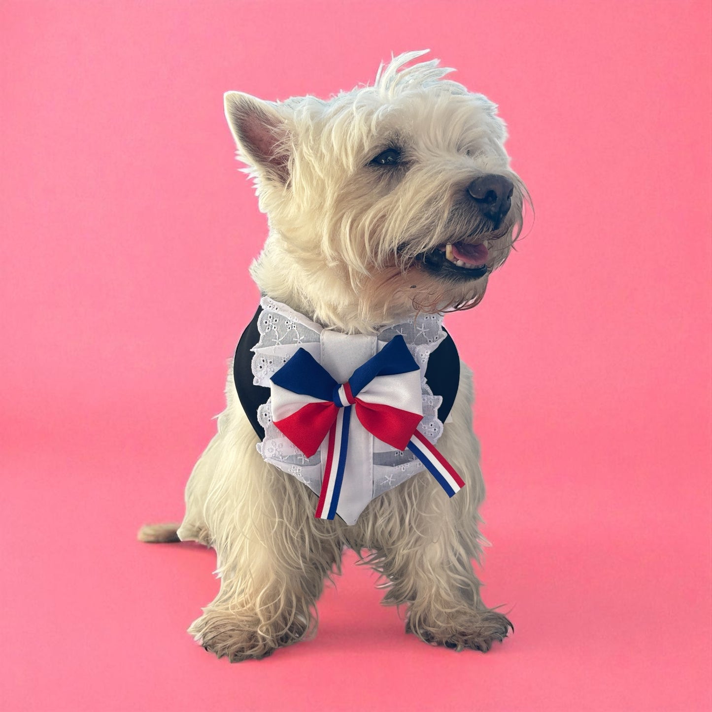 Bandanda Perra- Gata Huasa Elegante